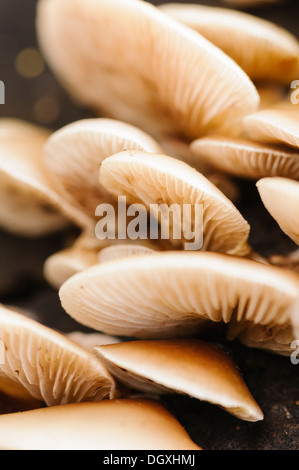 Weiche Pantoffel Pilz (Crepidotus Mollis), auch bekannt als Jelly Crep, häufig auf zerfallenden Holz gefunden Stockfoto