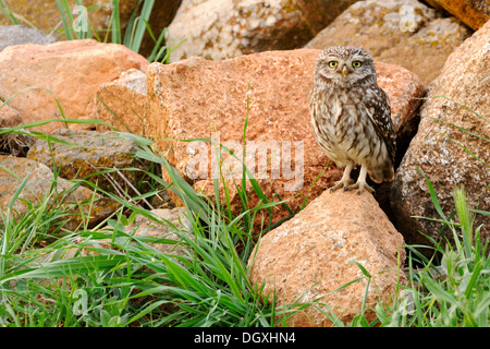 Steinkauz (Athene Noctua), auf Felsen gelegen Stockfoto