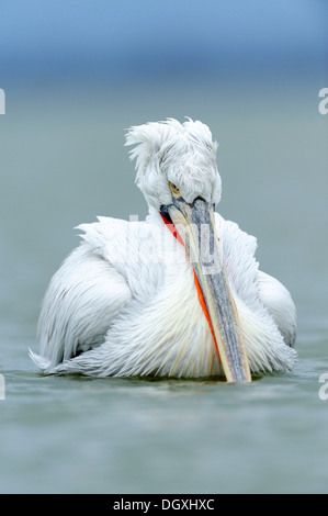 Krauskopfpelikan (Pelecanus Crispus), See Kerkini, Griechenland, Europa Stockfoto