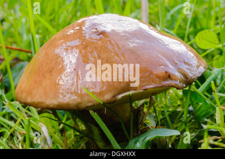 Jersey Kuh Pilzzucht (Suillus Bovinus) im Rasen Stockfoto