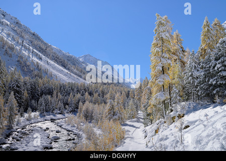 Schneelandschaft mit Roseg Fluss und einen Lärchenwald (Larix), Roseg Tal, Pontresina, Kanton Graubünden, Engadin, Schweiz Stockfoto