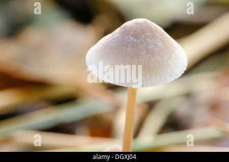 Melken Motorhaube Pilz (Mycena Galopus), auch bekannt als die Milch Tropfen Motorhaube, wachsen auf einem Waldboden Stockfoto