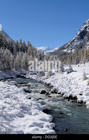 Schneelandschaft mit Roseg Fluss und einen Lärchenwald (Larix), Roseg Tal, Pontresina, Kanton Graubünden, Engadin, Schweiz Stockfoto