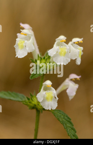 Downy Hanf-Brennessel, Galeopsis Segetum in Blüte. Sehr selten im Königreich in Ackerland. Stockfoto