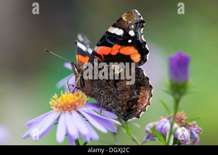 Red Admiral (Vanessa Atalanta) - UK Stockfoto