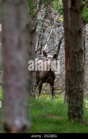 Kuh Elch im Wald, Schweden, Europa / Alces Alces Stockfoto