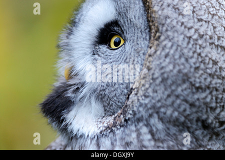 Großen grau-Eule (Strix Nebulosa), Porträt, Arth Goldau, Schweiz, Europa Stockfoto