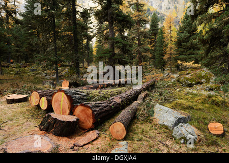 Frisch geschnitten, Lärchen (Larix), Protokolle, Roseg-Tal, Pontresina, Kanton Graubünden, Engadin, Schweiz, Europa Stockfoto