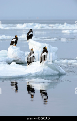 Gruppe von Stellers Seeadler (Haliaeetus Pelagicus) thront auf Treibeis, Rausu, Menashi, Hokkaido, Japan Stockfoto