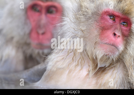 Japanischen Makaken oder Schnee-Affen (Macaca Fuscata), Porträt, Affenpark Jigokudani, Präfektur Nagano, Japan Stockfoto