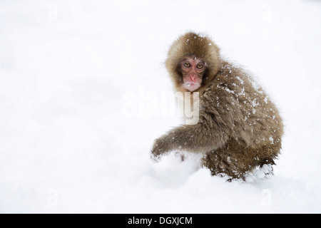 Junge japanische Makaken oder Schnee-Affen (Macaca Fuscata), stehend im Schnee, Affenpark Jigokudani, Präfektur Nagano, Japan Stockfoto