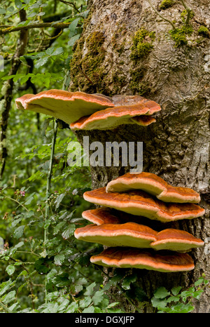 Südlichen Halterung, Ganoderma Australe = G. Adspersum - Halterung Pilz auf alten Esche. Stockfoto