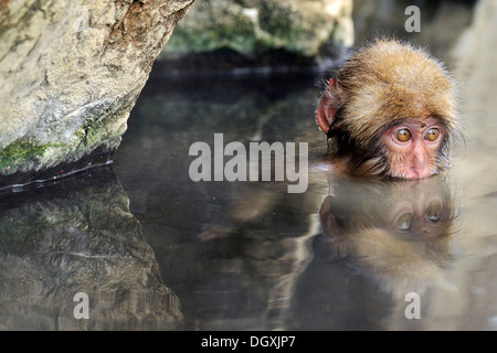 Junge japanische Makaken oder Schnee-Affen (Macaca Fuscata), ein Bad zu nehmen, in eine heiße Quelle mit Reflexion, Affenpark Jigokudani Stockfoto