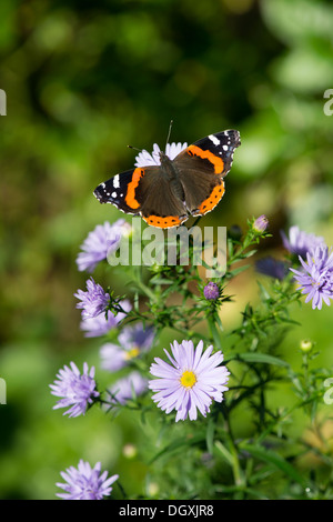 Red Admiral (Vanessa Atalanta) - UK Stockfoto