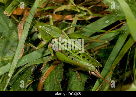 Weibliche Warze-Biter, Decticus Verrucivorus, Bush-Cricket; einst die Warzen in Schweden zu beißen. Sehr selten in Großbritannien. Stockfoto