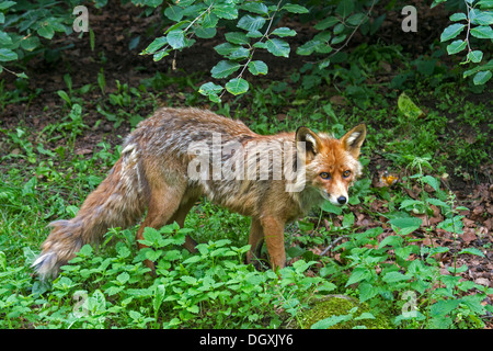 Red Fox (Vulpes vulpes) Stockfoto