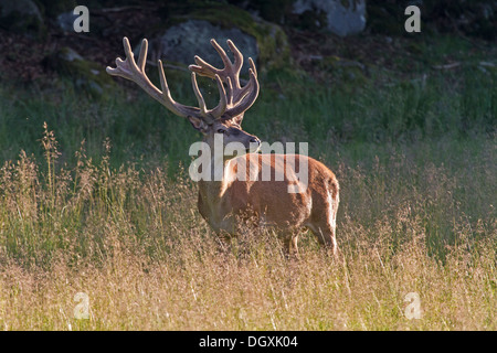 Rothirsch (Cervus Elaphus) Stockfoto