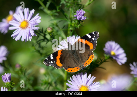 Red Admiral (Vanessa Atalanta) - UK Stockfoto