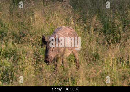 Wildschwein in einer Wiese / Sus Scrofa Stockfoto