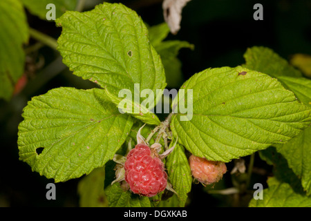 Wilde Himbeere in Obst, Rubus Idaeus. Stockfoto