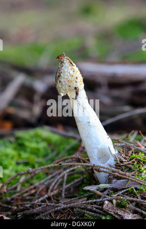 gemeinsamen Stinkmorchel Pilz hautnah auf dem Boden in einem Wald. Fokussiert auf den Pilz Stockfoto