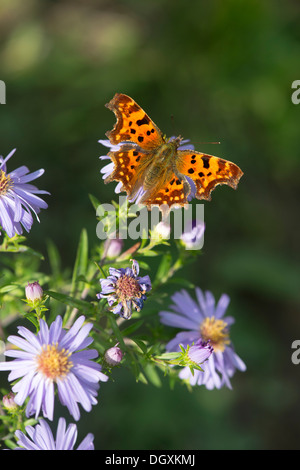 Komma-Schmetterling (Polygonia c-Album)-UK Stockfoto