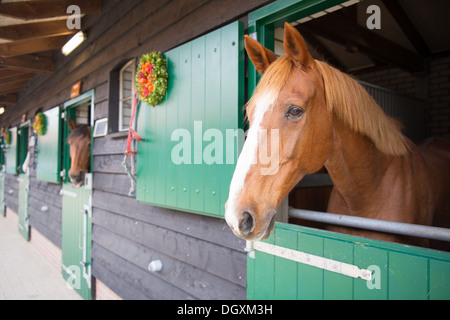 Zeile Pferde mit Blick auf die Stalltüren Stockfoto