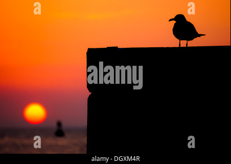 Sonnenuntergang über Key West, Florida, USA. Vogel im Gegenlicht. Stockfoto