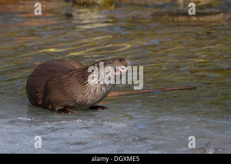 Europäischen Fischotter im Winter / Lutra Lutra Stockfoto