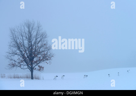 Herde von Mandschurenkraniche, japanische Kränen oder mandschurische Kraniche (Grus Japonensis) auf Nahrungssuche im Schnee Stockfoto