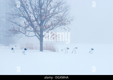 Herde von Mandschurenkraniche, japanische Kränen oder mandschurische Kraniche (Grus Japonensis) auf Nahrungssuche im Schnee Stockfoto
