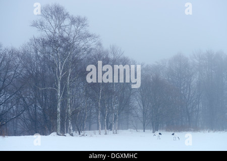 Herde von Mandschurenkraniche, japanische Kränen oder mandschurische Kraniche (Grus Japonensis) auf Nahrungssuche im Schnee Stockfoto