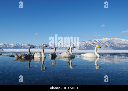 Singschwäne (Cygnus Cygnus) mit Cygnets, spiegelt sich im Wasser, Kussharo See, Kawayu Onsen, Hokkaido, Japan Stockfoto