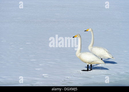 Ein paar von Whooper Schwäne (Cygnus Cygnus) stehend auf einem zugefrorenen See, Kussharo See, Kawayu Onsen, Hokkaido, Japan Stockfoto