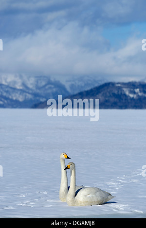 Ein paar der Singschwäne (Cygnus Cygnus), thront auf einem zugefrorenen See, Kussharo See, Kawayu Onsen, Hokkaido, Japan Stockfoto