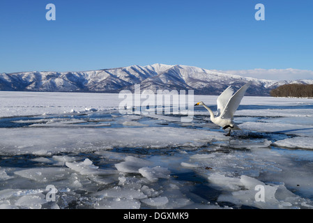 Singschwan (Cygnus Cygnus), von einem zugefrorenen See, Kussharo See, Kawayu Onsen, Hokkaido, Japan Stockfoto