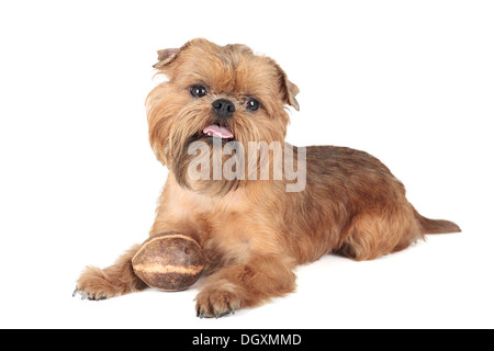 Hund der Rasse ein Greif auf weißem Hintergrund Stockfoto