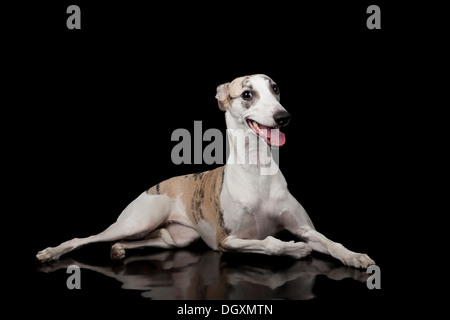 der Whippet auf schwarzem Hintergrund Stockfoto