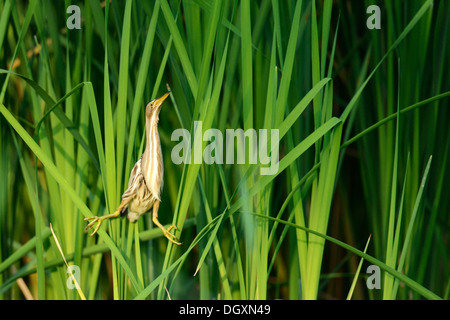 Zwergdommel (Ixobrychus Minutus) thront im Schilf, Nord Bulgarien, Ruse, Bulgarien Stockfoto