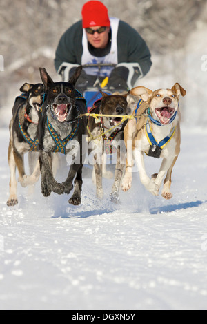 Mann mushing seine Schlittenhunde-Team von Siberian Huskies bei einem Rennen im Winter auf Schnee Stockfoto