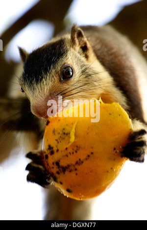 Indische Palm Eichhörnchen oder drei gestreiften Palm Eichhörnchen (Funambulus Palmarum), während der Fütterung, Yala-Nationalpark, Sri Lanka, Asien Stockfoto