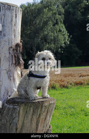 Havaneser, Männlich, sitzt 3 Jahre alt, auf einem abgesägten Baumstamm, Baden-Württemberg Stockfoto