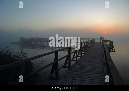 Holzsteg im Nebel am See Federsee bei Sonnenaufgang, morgen Stimmung, Naturschutzgebiet in der Nähe von Bad Buchau, Oberschwaben, Baden-Württemberg Stockfoto