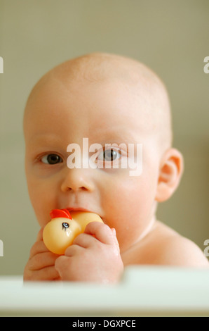 Baby mit einer Gummiente in den Mund Stockfoto