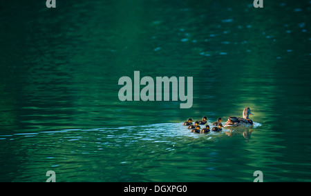 Stockente (Anas Platyrhynchos), Entenmutter mit Entenküken auf dem Wasser Stockfoto