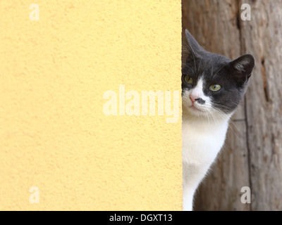 Cat spähen hinter einer Wand Stockfoto