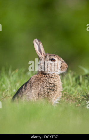 Erwachsenen Wildkaninchen (Oryctolagus Cuniculus) inmitten der Wiesen.  Yorkshire Dales, North Yorkshire, England, UK. Stockfoto