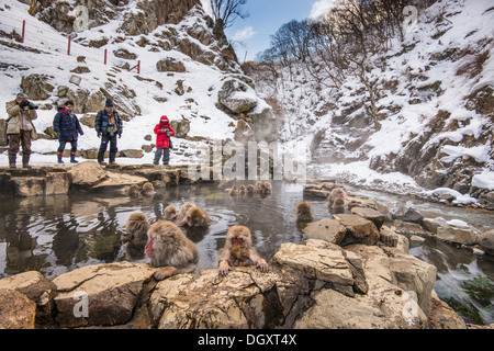 NAGANO - 5 Februar: Touristen beobachten Baden Affen im Affenpark Jigokudani 5. Februar 2013 in Nagano, JP. Stockfoto