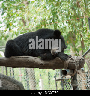 Ein asiatischer Schwarzbär (Ursus Thibetanus), alias ein Mond Bär am Phnom Tamao Wildlife Rescue Center in Phnom Tamao, Kambodscha Stockfoto