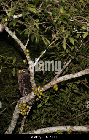 Buffy Fish Owl (Ketupa Ketupu), das nachts am Kinabatangan River, auch bekannt als Malay Fish Owl, auf einem Baumstamm des Regenwaldes liegt Stockfoto